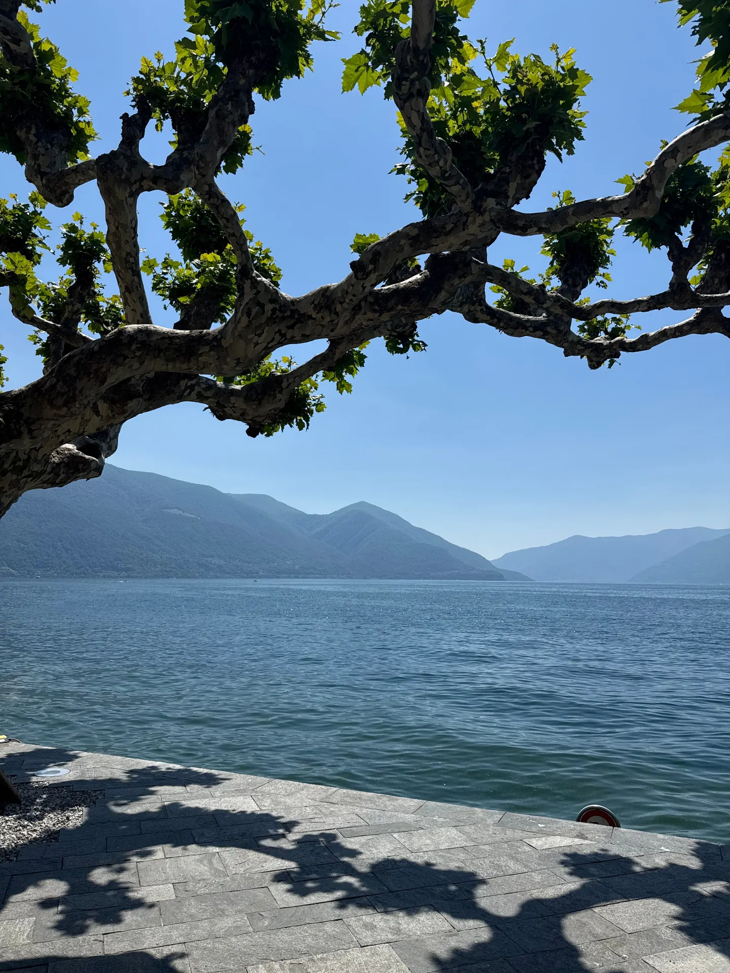 Blick auf den Lago Maggiore durch knorrige Platanenäste