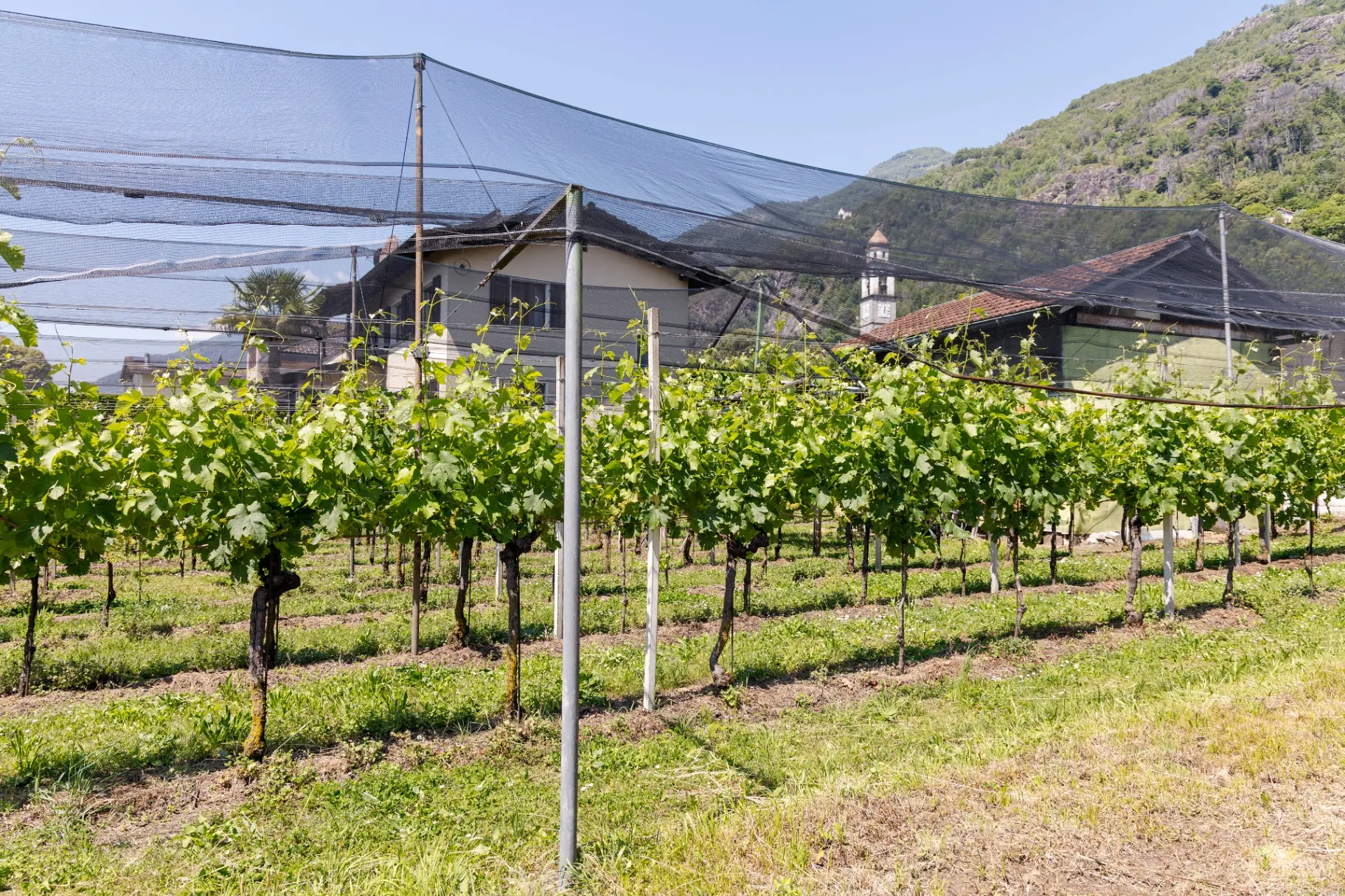 Merlot-Weinberge in Tegna mit Blick auf den Glockenturm