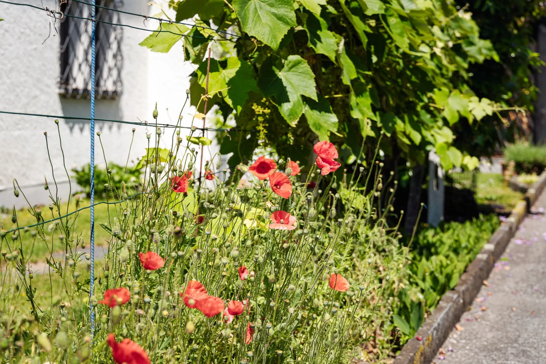 Melezza Garten mit Mohnblumen und Weinreben an Tessiner Hauswand